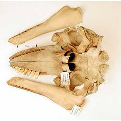 Whale lower jaw bones beside skull,  upper teeth visible.