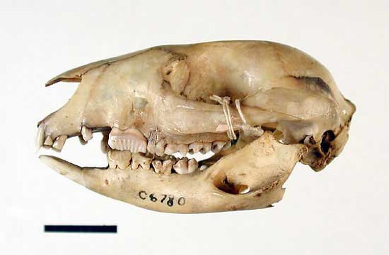Side view of Bettong skull.