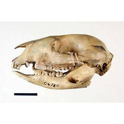 Side view of Bettong skull.