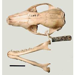 Quoll skull and lower jaw, outer surfaces visible.