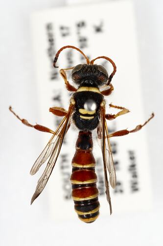 Family Ichneumonidae, ichneumon wasp. [HYM 99091]
