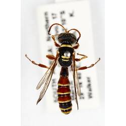 Our Wondrous Planet, Our Wild Family: Dry Specimen - Ichneumon wasp, Ichneumonidae