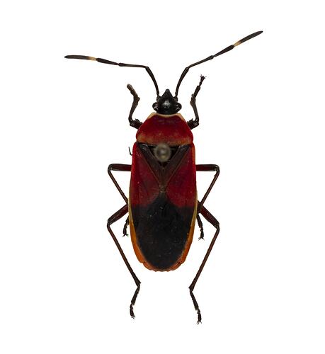 <em>Dindymus versicolor</em>, Harlequin Bug. [HEM 5746]
