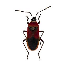 Our Wondrous Planet, Our Wild Family: Dry Specimen - Harlequin bug, <em>Dindymus versicolor</em> (Herrich-Schaeffer, 1853)