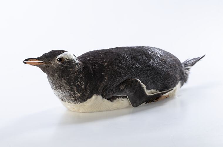 <em>Pygoscelis papua papua</em>, Gentoo Penguin. [B 21023]