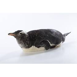 Our Wondrous Planet, Ice: Taxidermy Mount - Gentoo Penguin, <em>Pygoscelis papua papua</em>