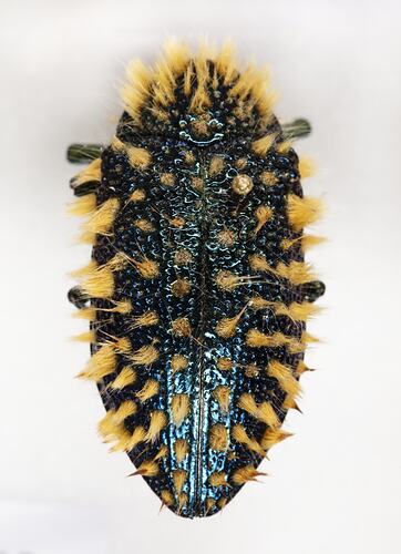 <em>Julodis viridipes</em>, jewel beetle. [BUP 2322]
