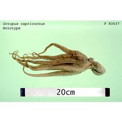 Ventral view of preserved octopus specimen.