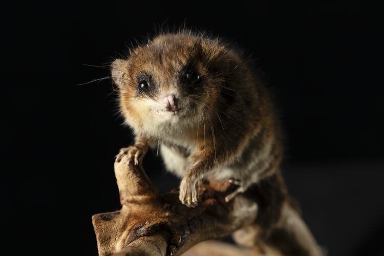 <em>Dromiciops gliroides</em>, Monito Del Monte. [C 42188]