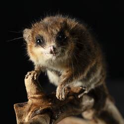 Our Wondrous Planet, Our Wild Family: Taxidermy Mount - Monito Del Monte, <em>Dromiciops gliroides</em>