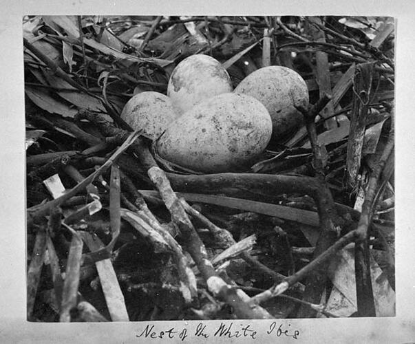 Nest of the White Ibis
