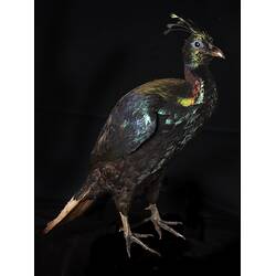 <em>Lophophorus impejanus</em>, Himalayan Monal. [59916]
