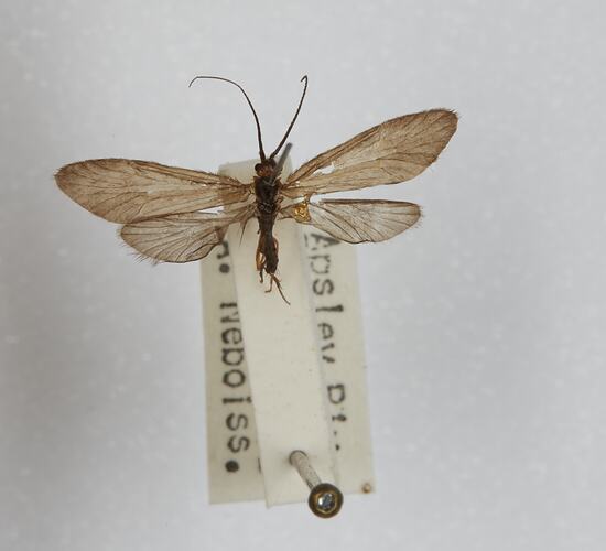 Family Hydropsychidae, caddisfly. [TRI 36460]