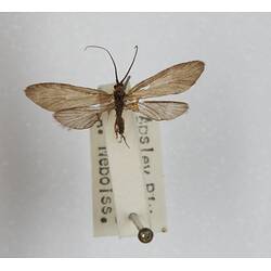Our Wondrous Planet, Our Wild Family: Dry Specimen - Caddisfly, Hydropsychinae