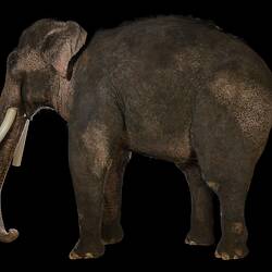 Side view of elephant taxidermy specimen.