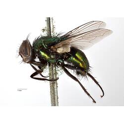 of pinned blowlfy specimen.