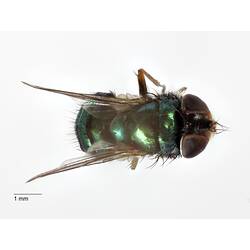 Dorsal view of pinned blowlfy specimen.