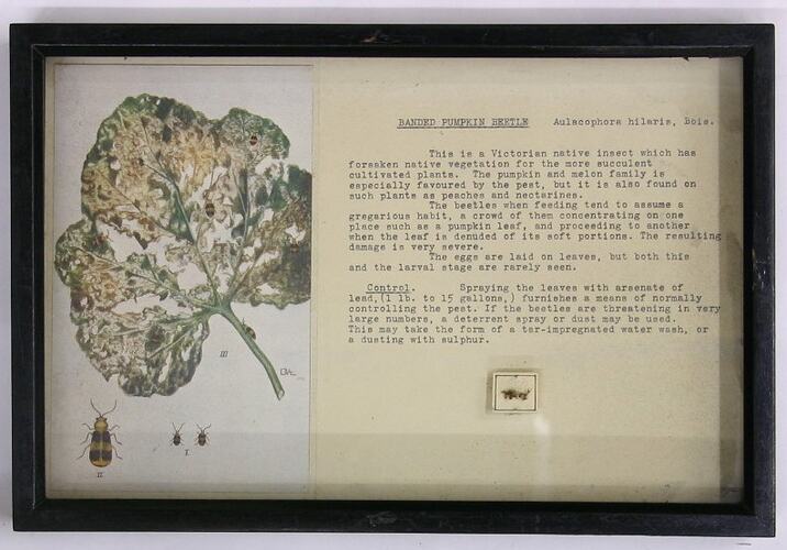 Boxed display frame containing colour drawing of pumpkin leaf and typed sheet of text.