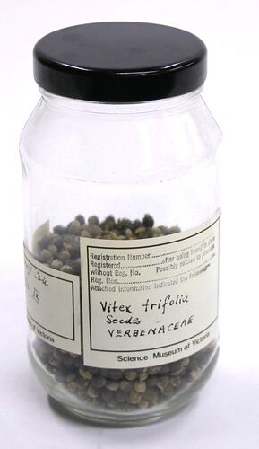 Vitex Trifolia (Verbenaceae)