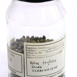 Seed Sample - Vitex trifolia (Verbenaceae), India, 1880s