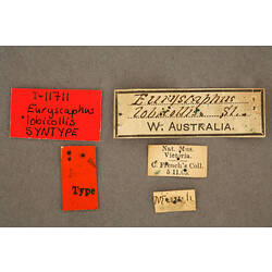 Entomology type specimen labels.