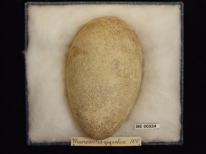 Bird egg with specimen labels in box.