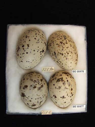 Four bird eggs with specimen labels in box.
