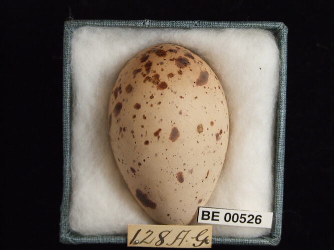 Bird egg with specimen labels in box.