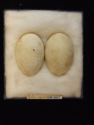 Two bird eggs with specimen labels in box.