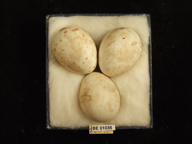 Three bird eggs and specimen label in box.
