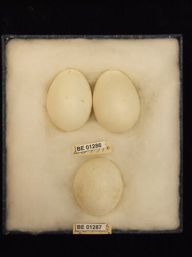 Three bird eggs in box with specimen labels.