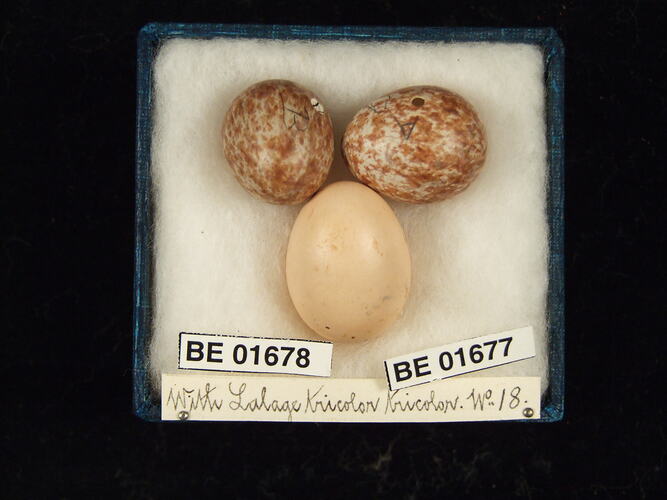 Three bird eggs with specimen labels in box.
