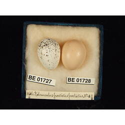 <em>Cuculus pallidus</em>