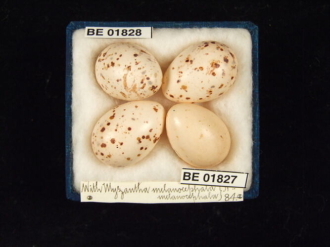 Four bird eggs with specimen labels in box.