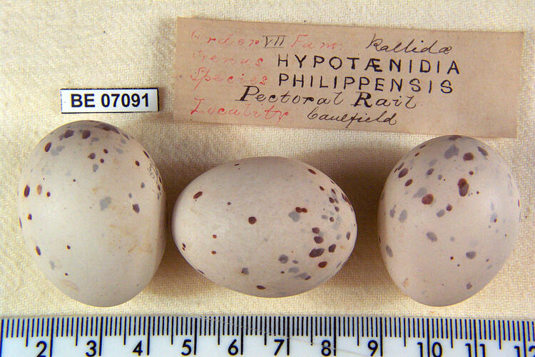 Three bird eggs with specimen labels beside ruler.