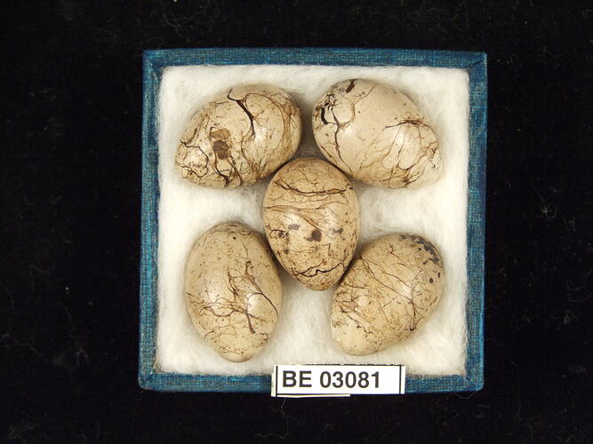 Five bird eggs in box with labels.