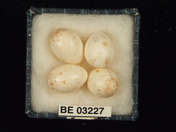 Four bird eggs in box with labels.