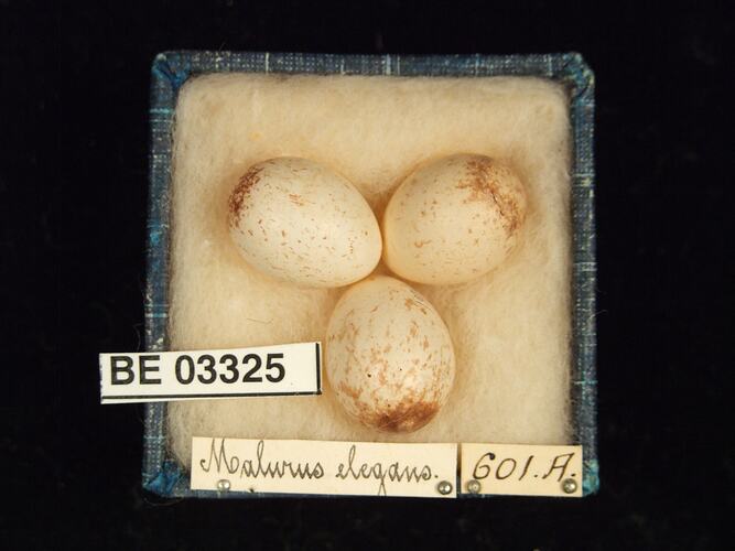 Three bird eggs in box with labels.
