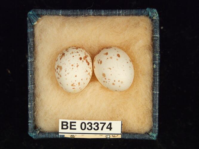 Two bird eggs in box with labels.
