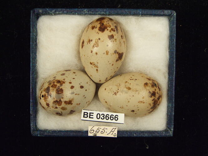 Three bird eggs in box with specimen labels.
