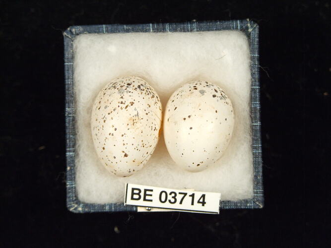 Two bird eggs in box with specimen labels.