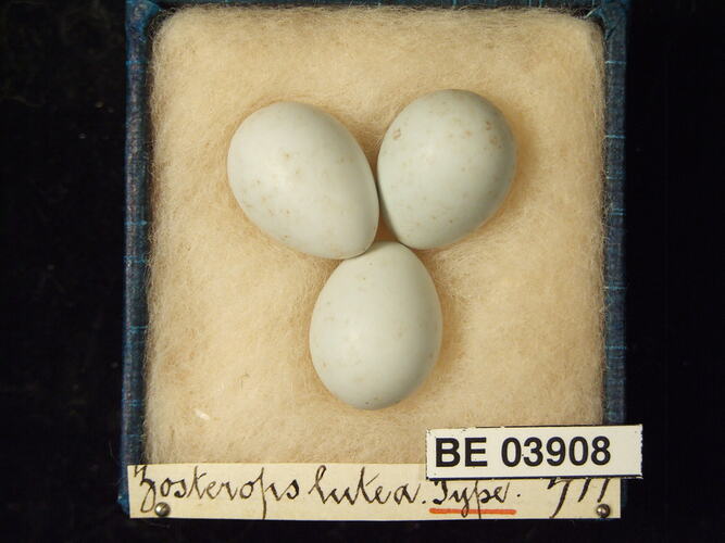 Three bird eggs in box with specimen labels.