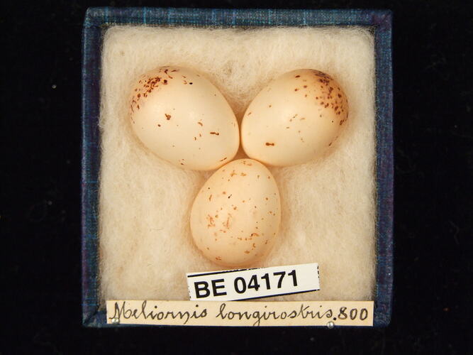 Three bird eggs in box with specimen labels.