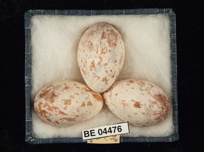 Three bird eggs with specimen labels in box.