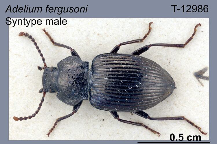 Beetle specimen, male, dorsal view.