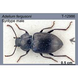 Beetle specimen, male, dorsal view.