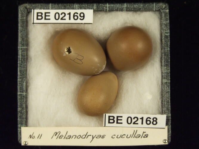 Three bird eggs with specimen labels in box.