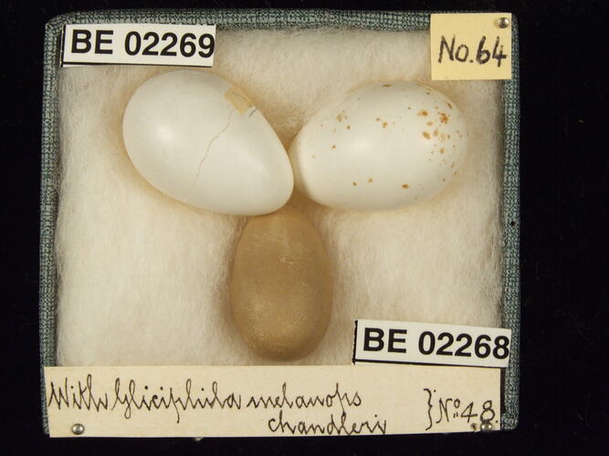 Three bird eggs with specimen labels in box.