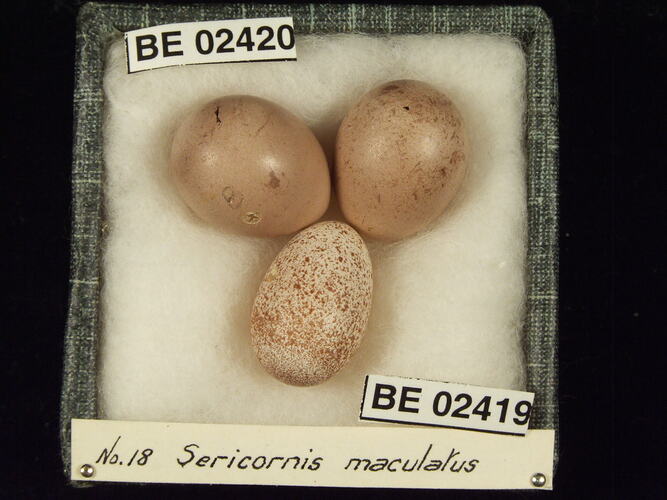 Three bird eggs with specimen labels in box.