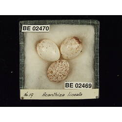 <em>Chrysococcyx basalis</em>